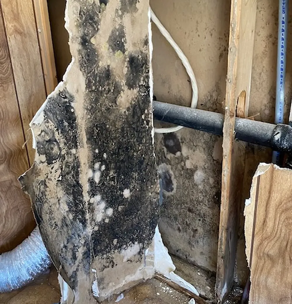 San Antonio Mold Remediation